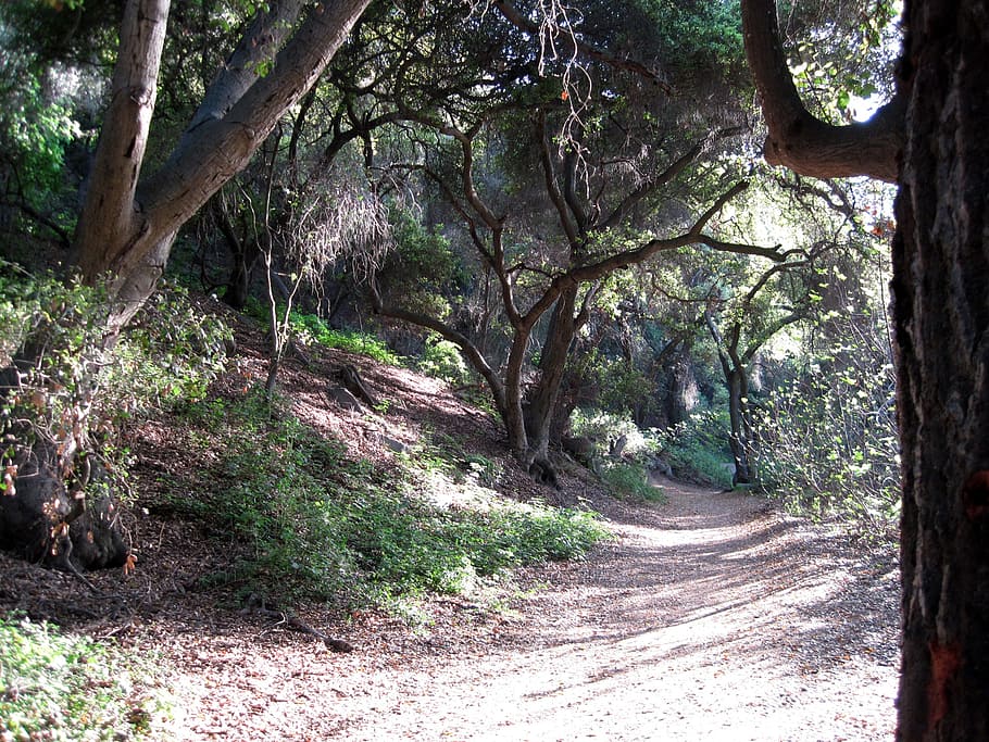 outdoors, marshall canyon, path, forest, landscape, nature HD wallpaper