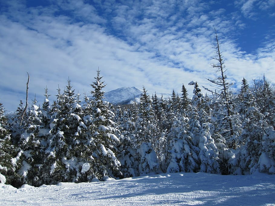 forest, snow, trees, winter, cold temperature, plant, tranquility HD wallpaper