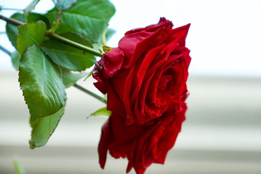 red roses, love, blossom, bloom, flower, rose blooms, romantic, HD wallpaper