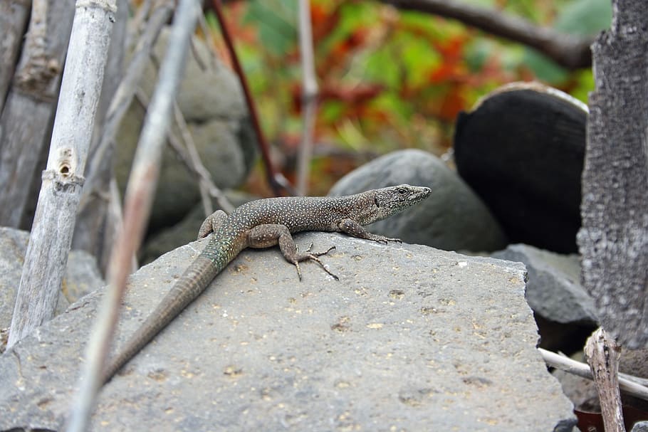 lizard, madeira, nature, animal themes, animal wildlife, animals in the wild HD wallpaper