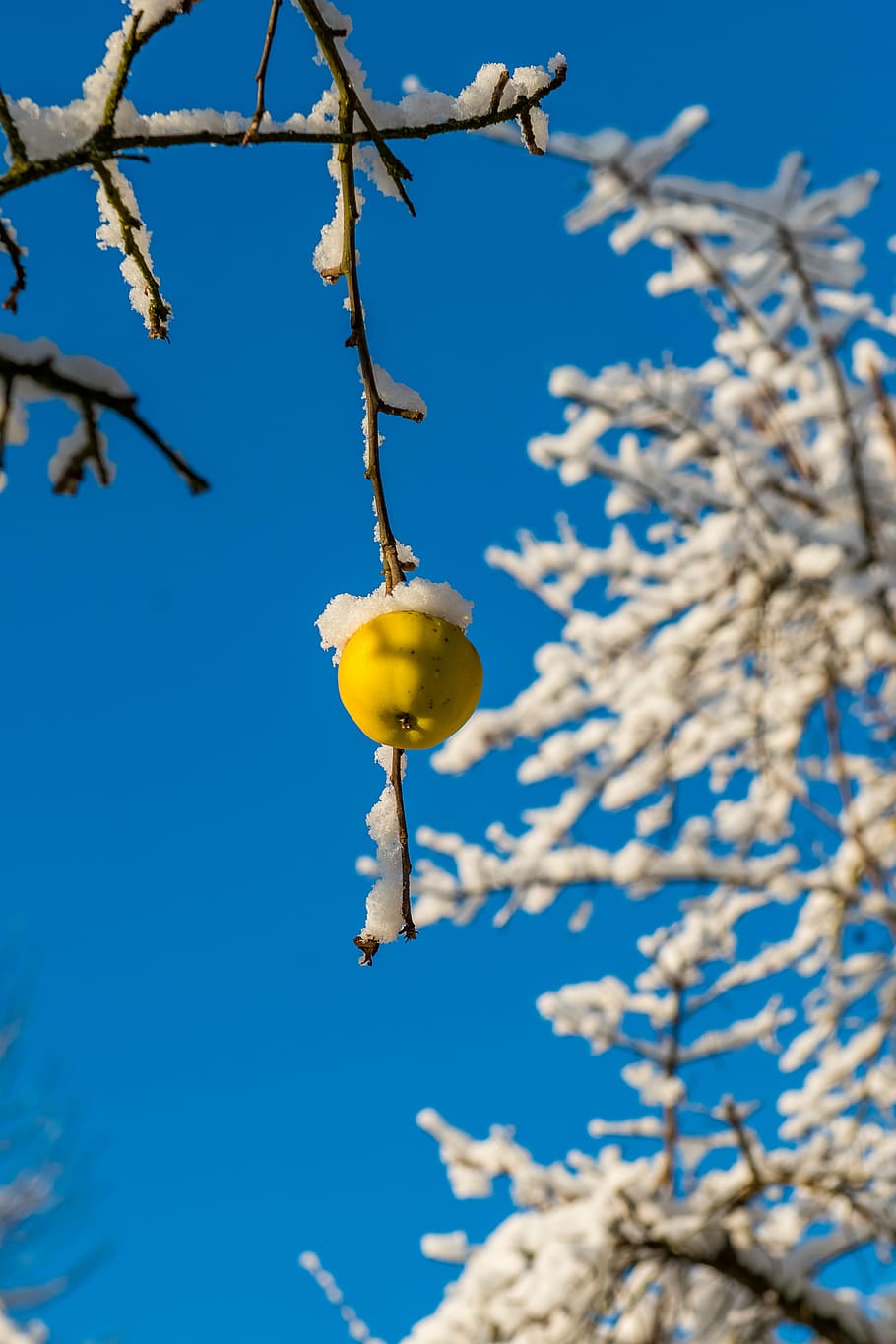 winter, apple, nature, cold, fruit, frost, wintry, food, plant HD wallpaper