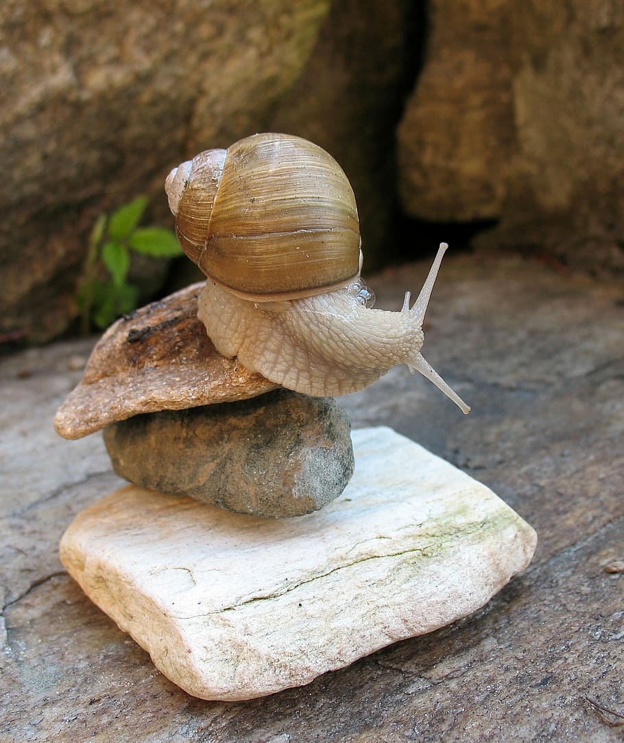 brown snail on brown balance rock, a pet, acrobatics, white HD wallpaper