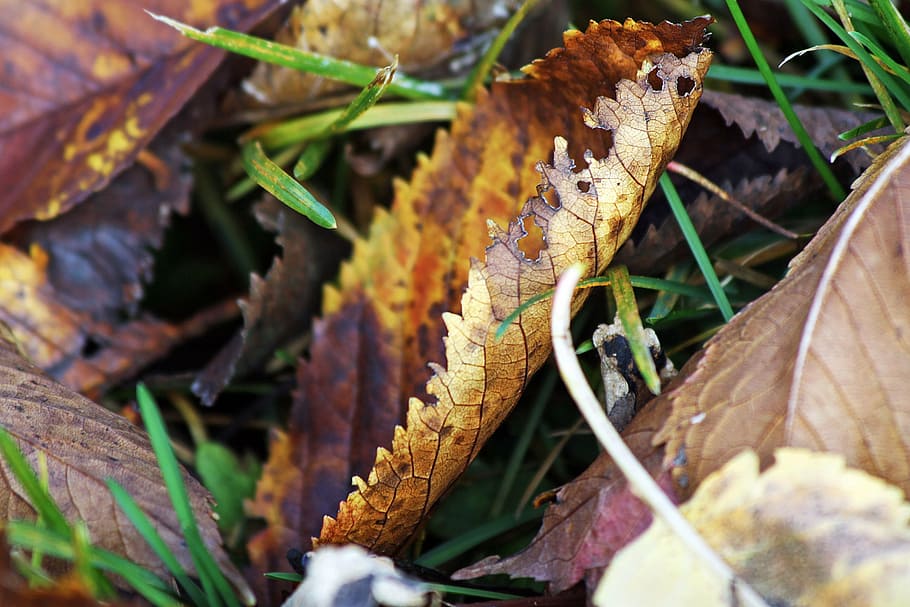 sheet, ground, fallen, colored, animals in the wild, animal wildlife HD wallpaper