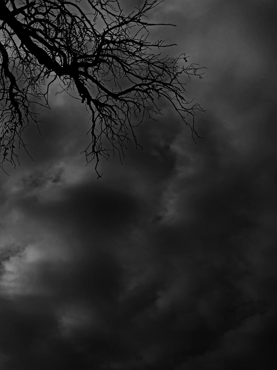 Branches, Clouds, Mystery, Terror, symbol, fear, horror, cloud - sky HD wallpaper