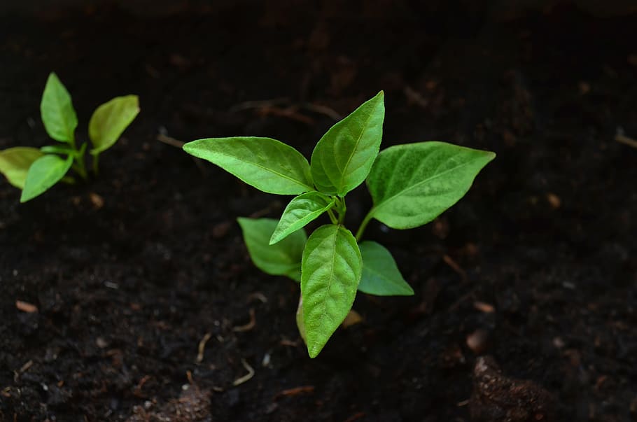 green leafed plant, earth, nature, ecology, planet, natural HD wallpaper