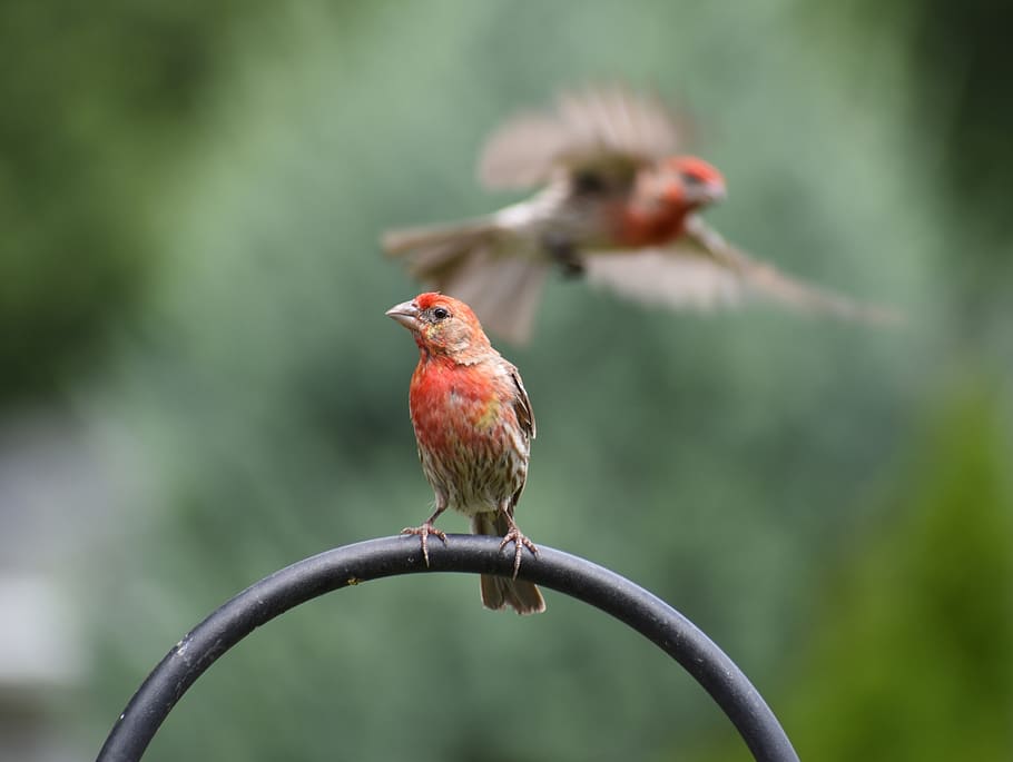 sparrow, sparrows, bird, nature, vertebrate, animal, animal themes HD wallpaper