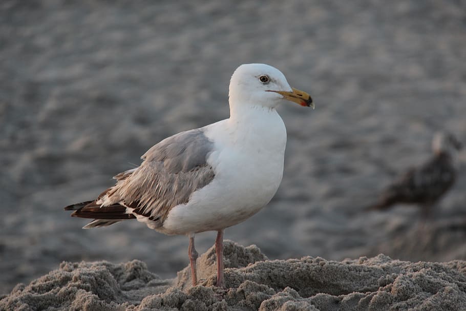 seagull, bird, beach, animals in the wild, animal wildlife HD wallpaper