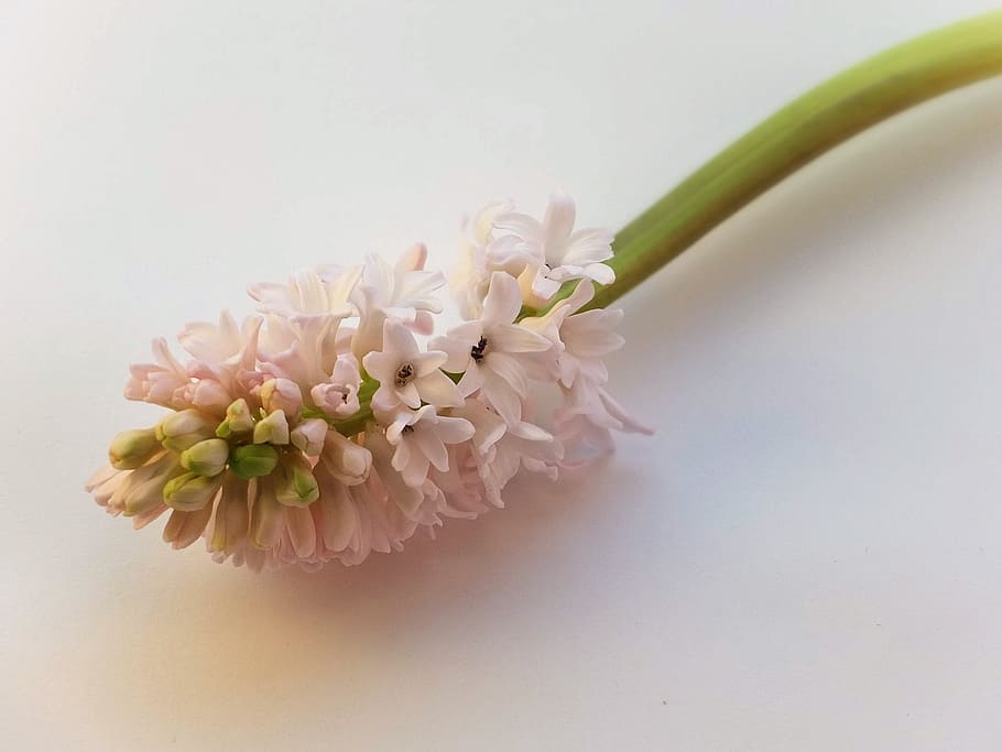 Hyacinth, Pink, Flower, Spring, Nature, garden, floral, plant HD wallpaper