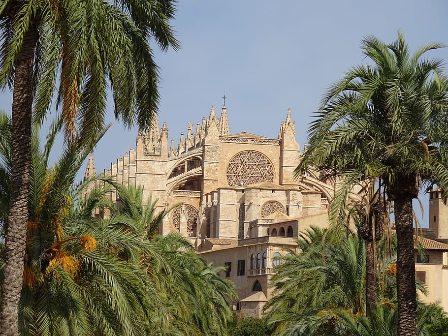 palma, cathedral, mallorca, tree, palm tree, tropical climate HD wallpaper