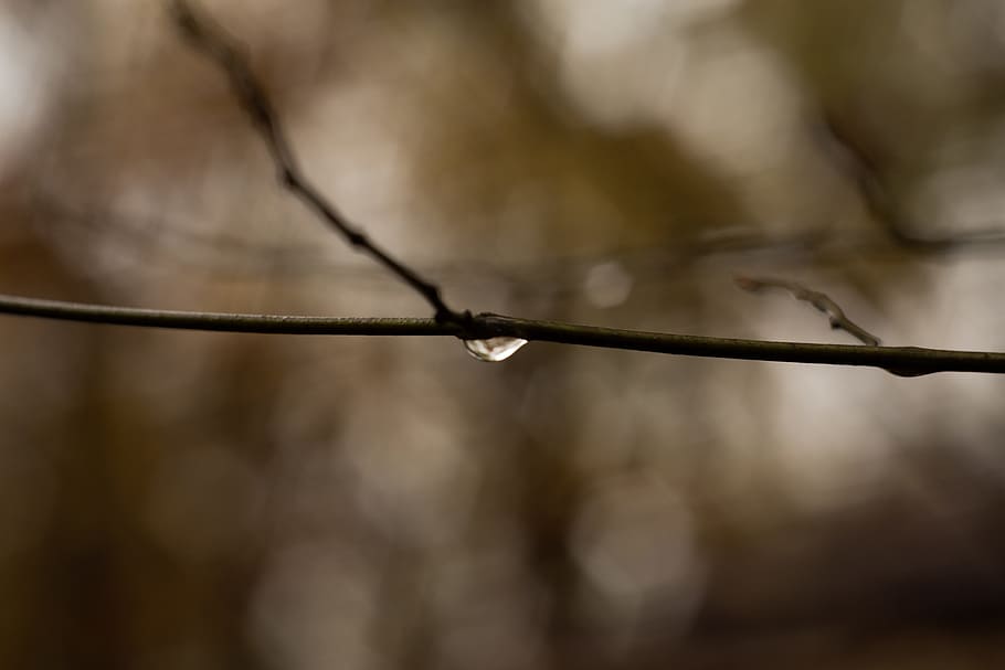 branch, water, drop, bokeh, wire, no people, focus on foreground HD wallpaper