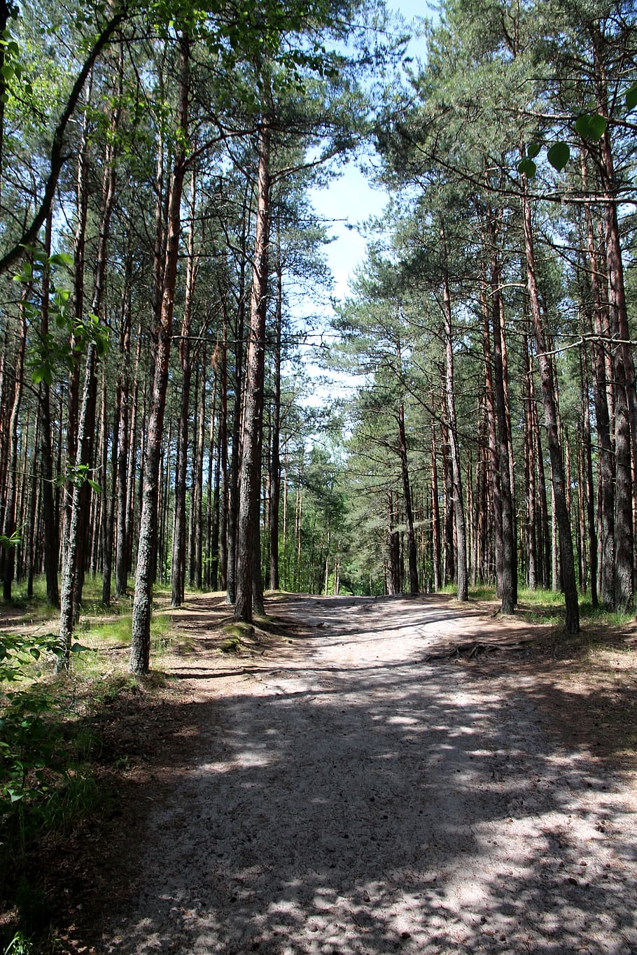 forest, coniferous forest, pine forest, nature, trees, summer HD wallpaper