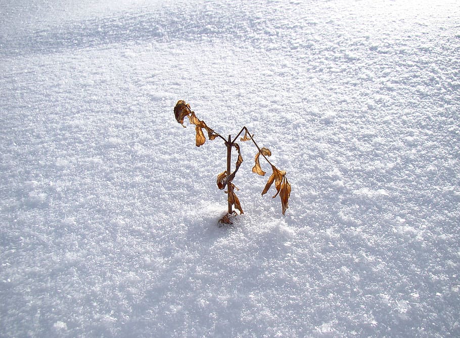 Snow, Winter, Bush, Beech, Loneliness, cold, the silence, invoice HD wallpaper