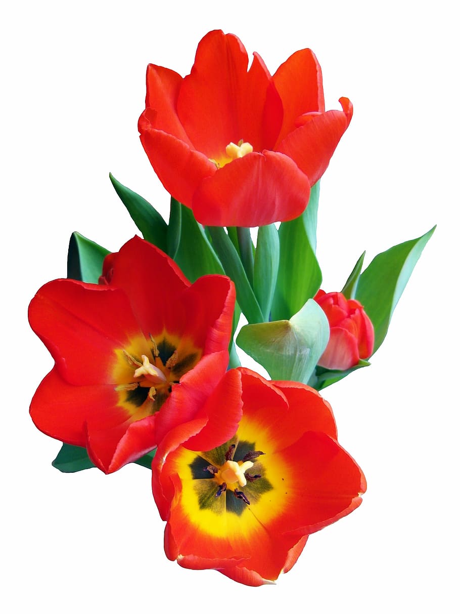 red and yellow flowers, tulip, spring, strauss, blossom, bloom, HD wallpaper