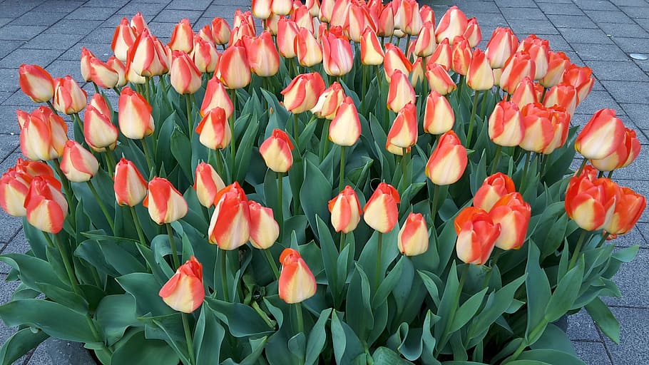 tulips, amsterdam, netherlands, flower, flowering plant, freshness HD wallpaper