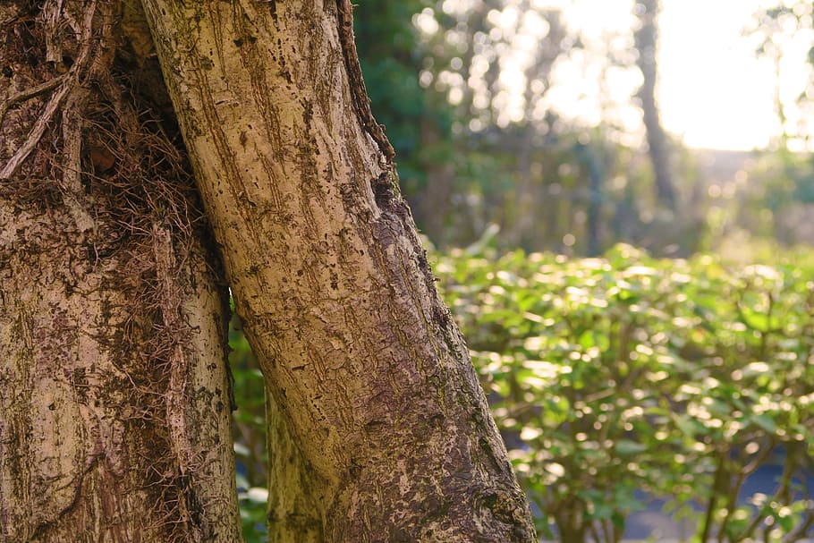 sunshine, vibrant, tree, plant, tree trunk, growth, focus on foreground HD wallpaper