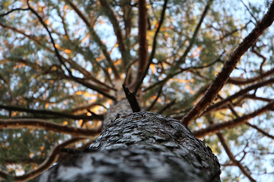 Low Angle Photography of Trees during Daytime, bark, branches HD wallpaper