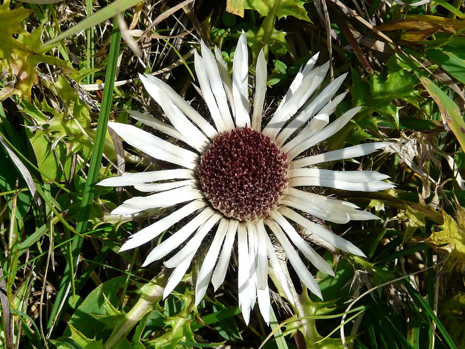 silver thistle, blossom, bloom, plant, spiny, prickly, flora HD wallpaper