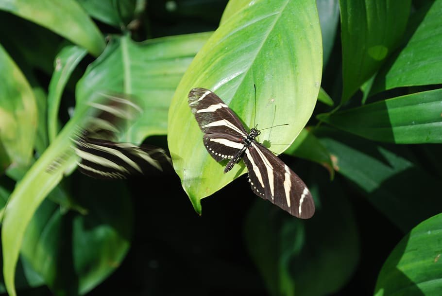 butterfly, nature, garden, insect, invertebrate, leaf, plant part HD wallpaper