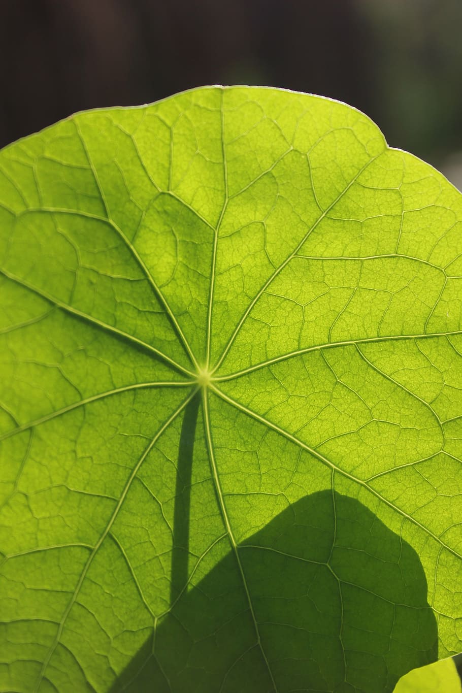 sheet, green, young, macro, structure, herb, leaf, nature, plant HD wallpaper