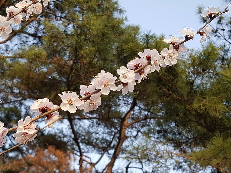 cherry blossom, cherry tree, plant, fragility, branch, beauty in nature HD wallpaper