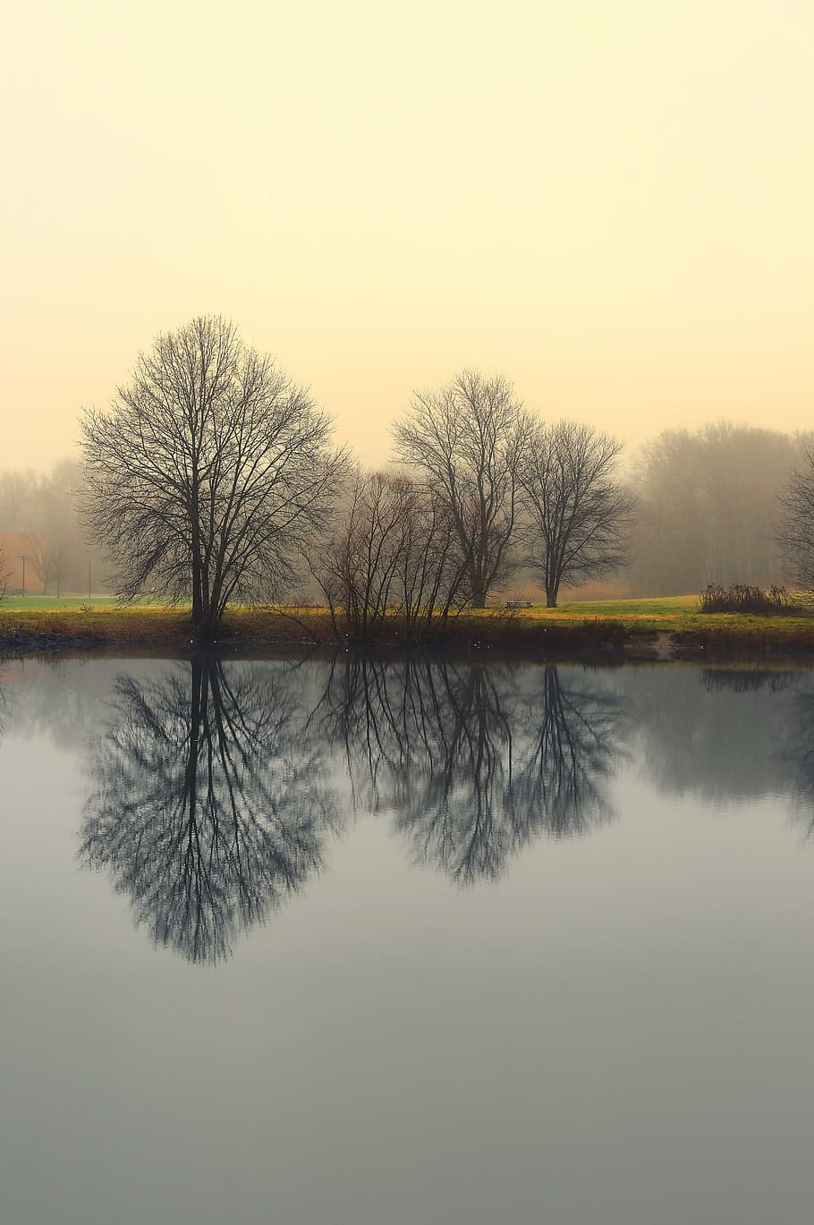 optical illusion photography of tree on body of water, bare trees