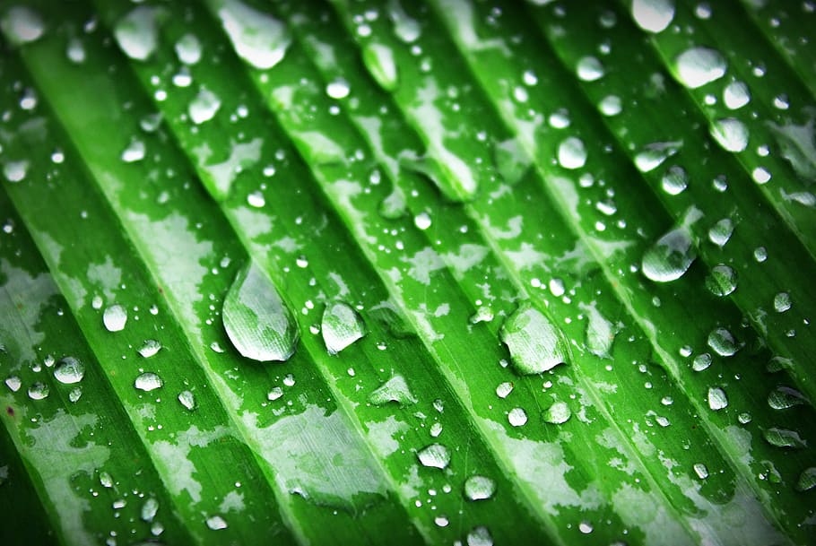 green leaf with water droplets, banana, beautiful, botany, chlorophyll