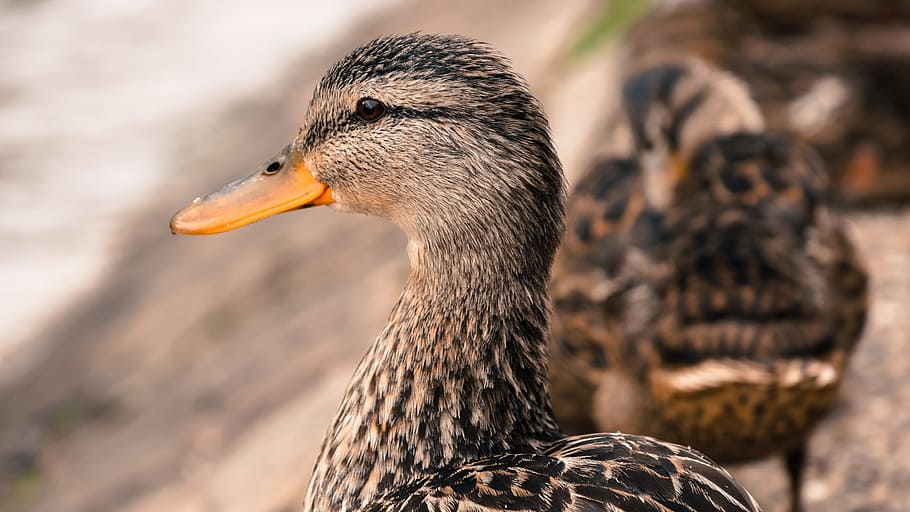 duck, bird, head, feather, animal, beak, eye, animal themes HD wallpaper
