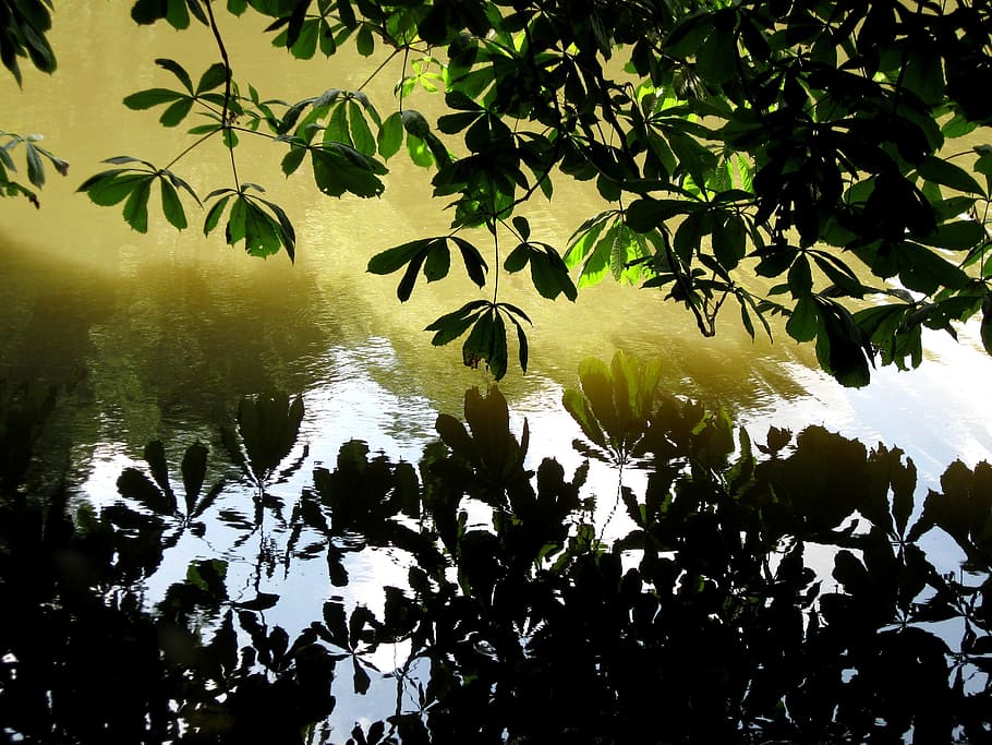 water, leaf, reflection, lake, plant, plant part, tree, nature HD wallpaper