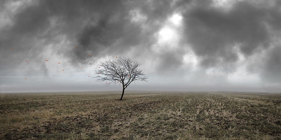 black leafless tree, field, leaves, sky, landscape, grass, nature HD wallpaper