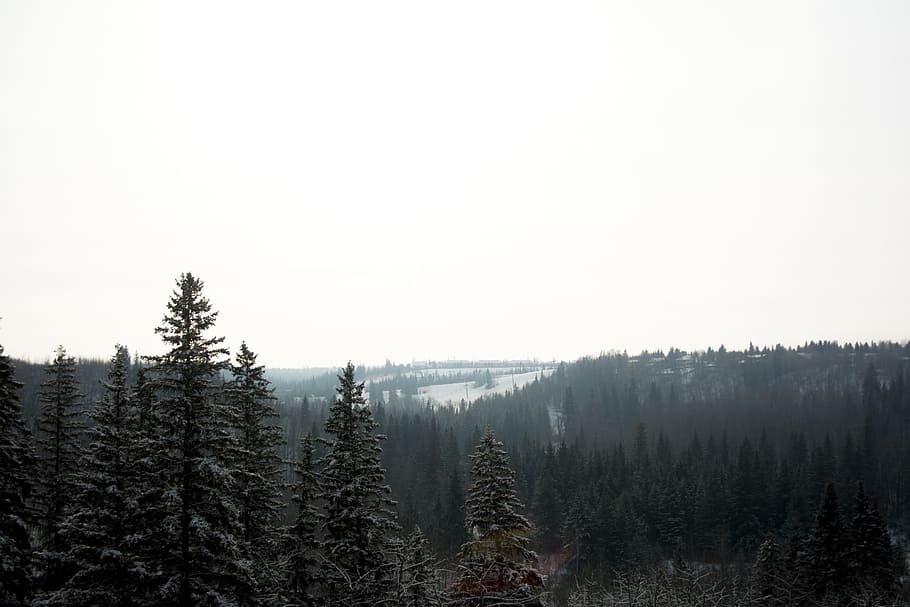 landscape, trees, forest, nature, winter, snow, scenics - nature HD wallpaper