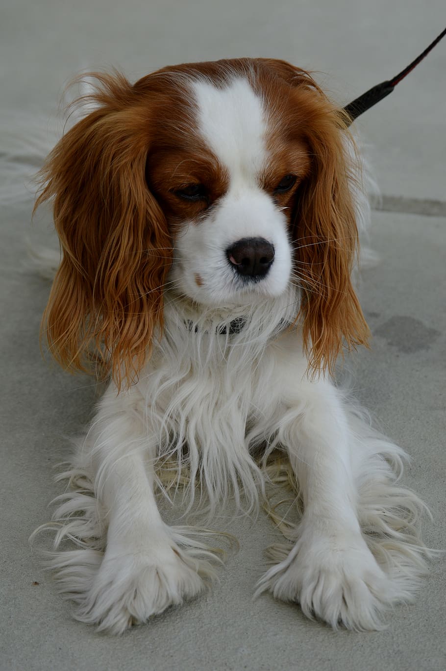 dog, cavalier king charles spaniel, funny, pet, animal, fur, HD wallpaper