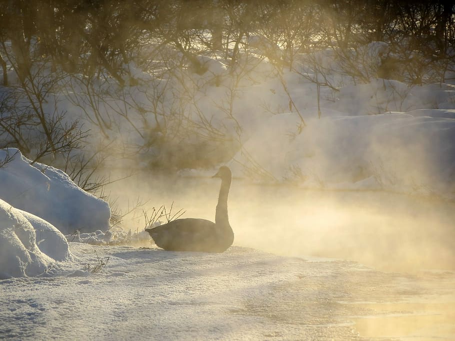 black swan on snowfield, Wild Swan, River, Backwater, whooper, HD wallpaper