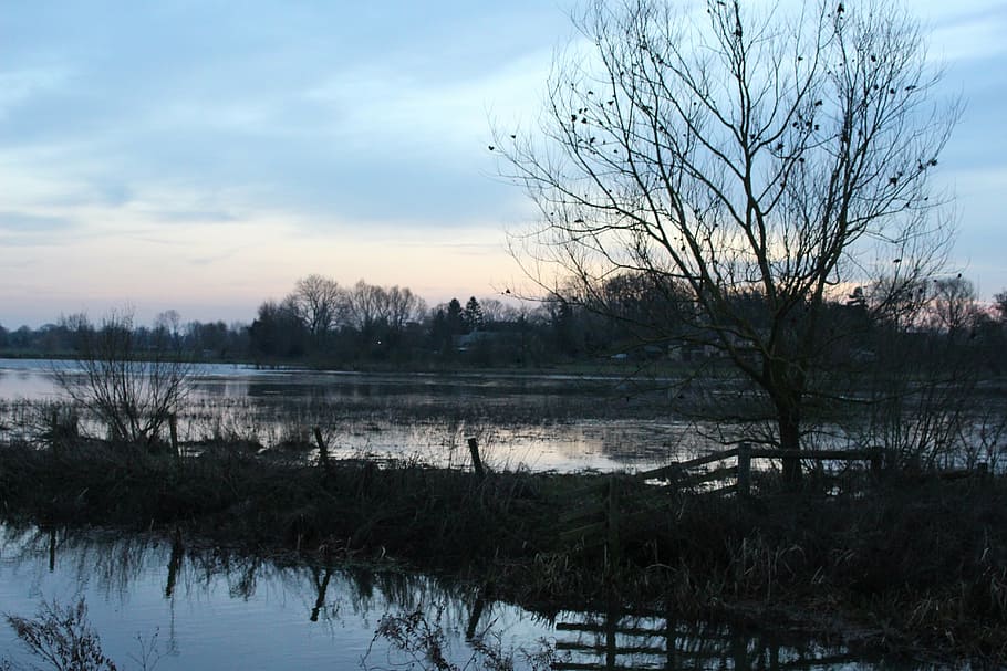 bare tree surround with with water, wide, photography, middle HD wallpaper