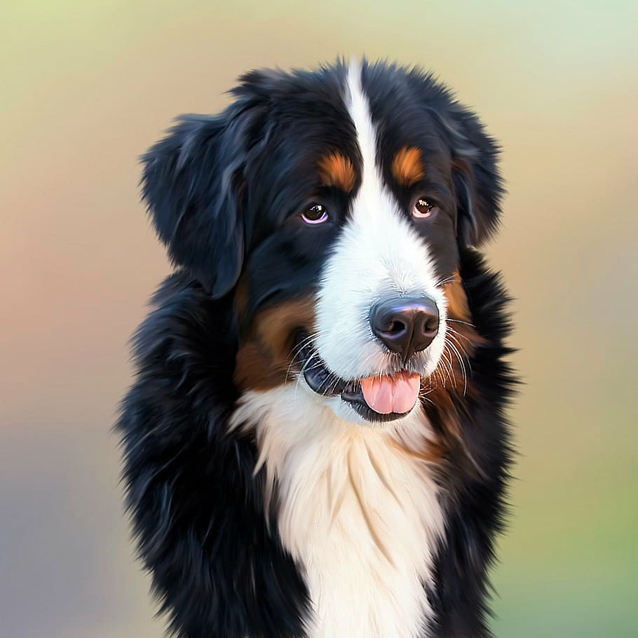 short-coated black-white-and-brown dog, berner, senner dog, image, HD wallpaper