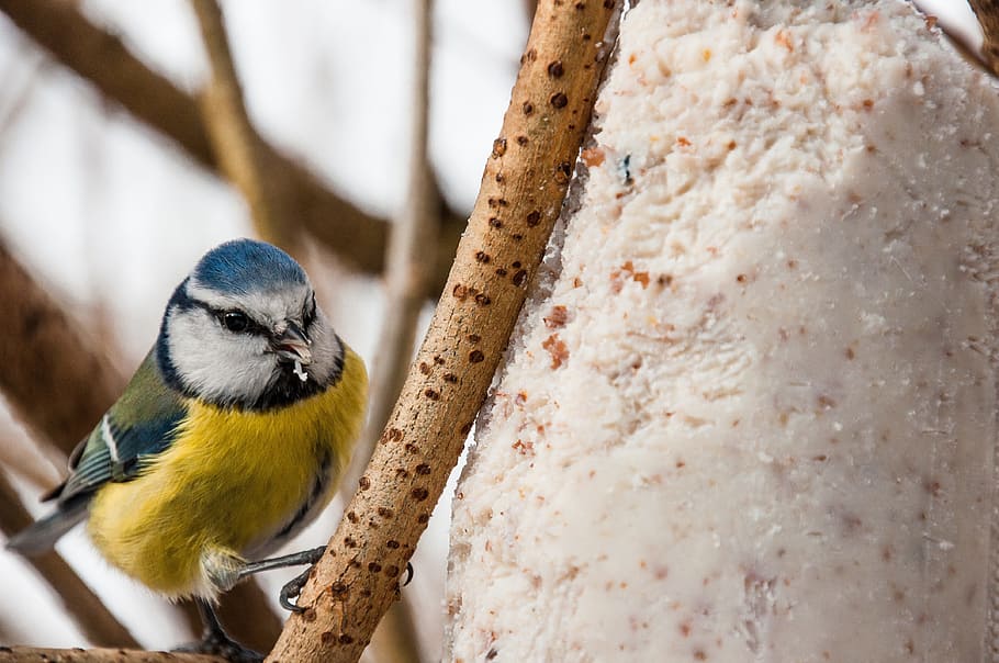blue tit, food, winter, bird seed, small bird, claws out, peck, HD wallpaper