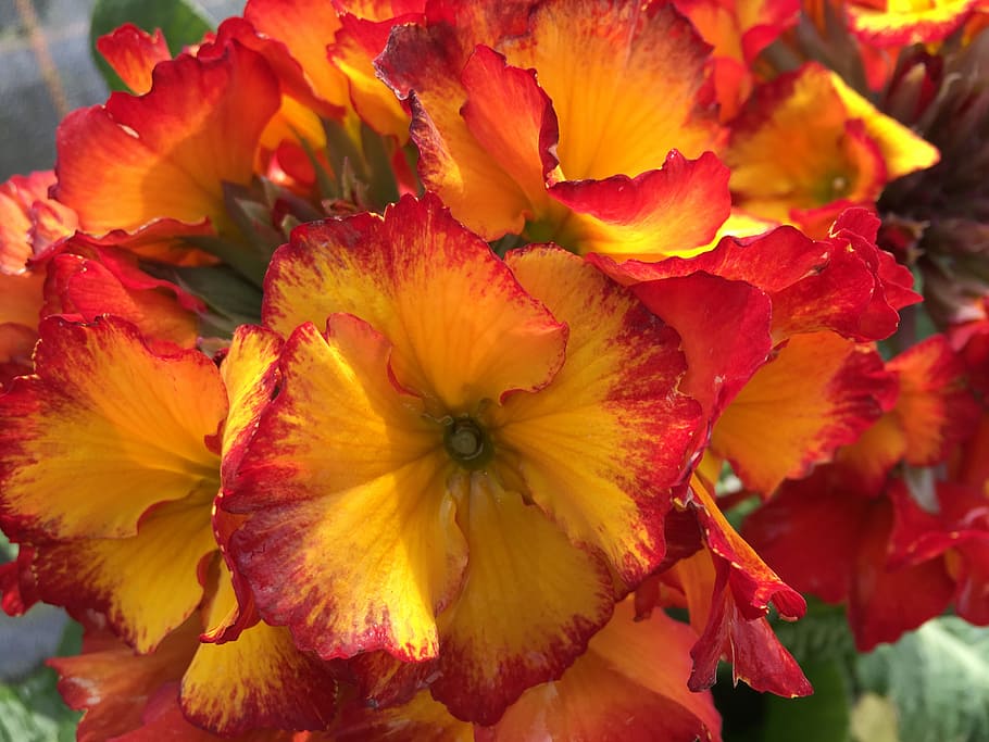 flower, nature, flora, leaf, garden, petal, bright, blooming HD wallpaper