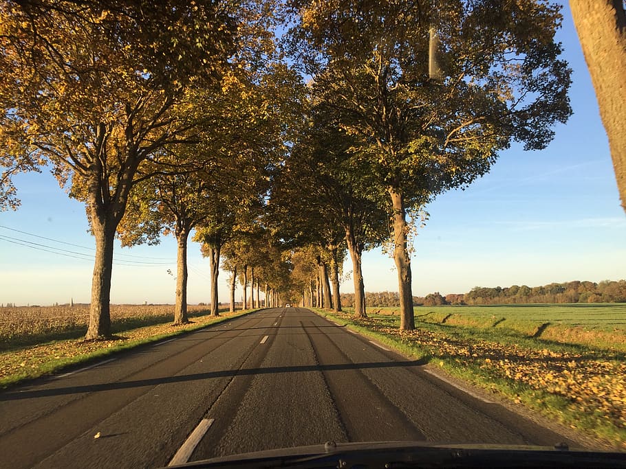 road, path, tree, summer, field, landscape, fields, transportation HD wallpaper
