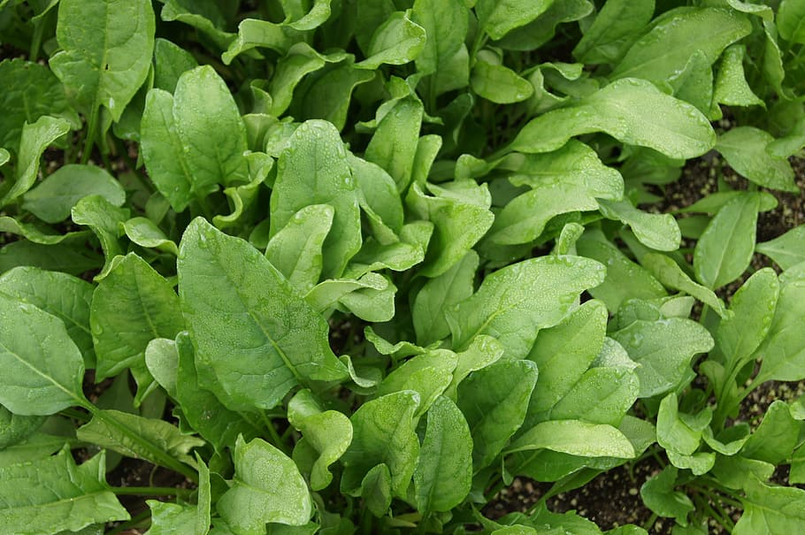 close-up photo of green leaf plants, spinach, vegetables, green color HD wallpaper