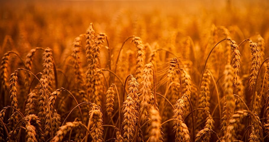 close up photography of brown wheat field, grain, hdr, crop, farm