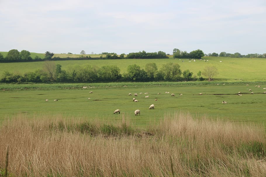 Sheep, Nature, Animals, Field, Landscape, breeding, wool, green HD wallpaper