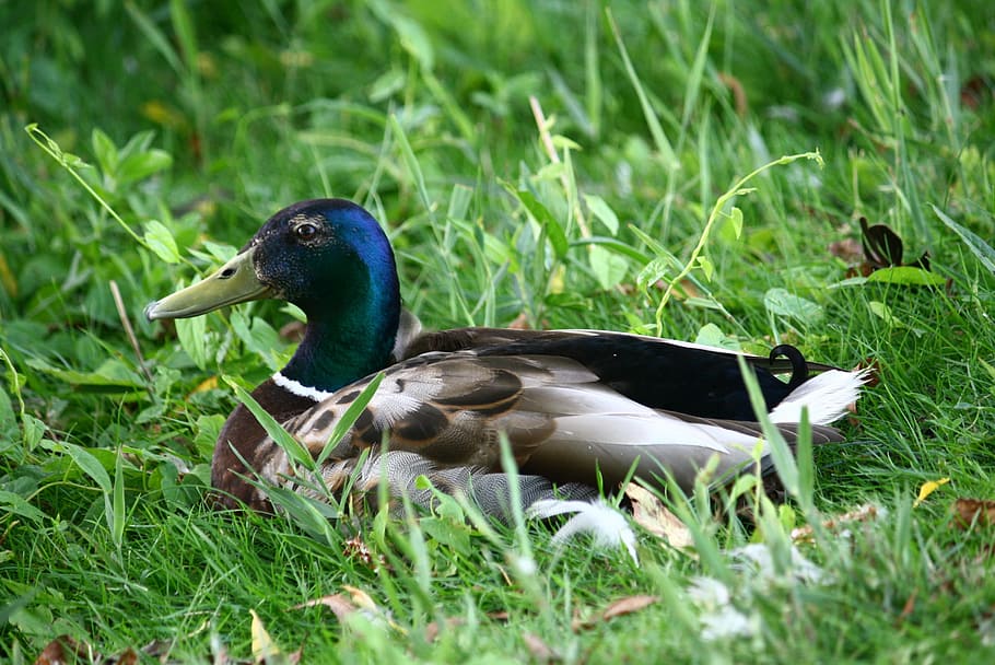 mallard, duck, bird, feathers, nature, wildlife, feathered HD wallpaper