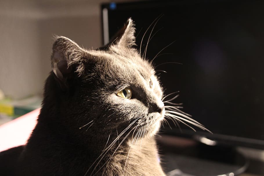 chartreux, cat, animals, pet, mieze, mammal, pets, domestic HD wallpaper