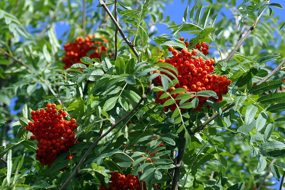 rowan, bush, tree, branches, fruit, red, berries, balls, nature HD wallpaper