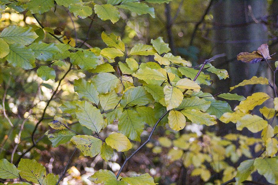 beech, blaettter, forest, golden, october, autumn, deciduous forest HD wallpaper