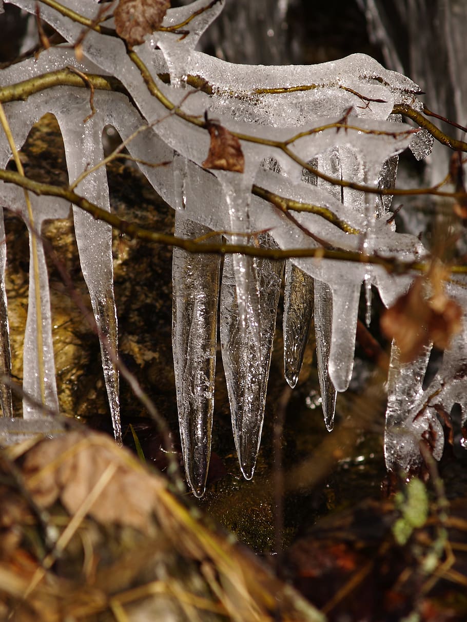 nature, tree, environment, winter, ice, plant part, leaf, close-up HD wallpaper