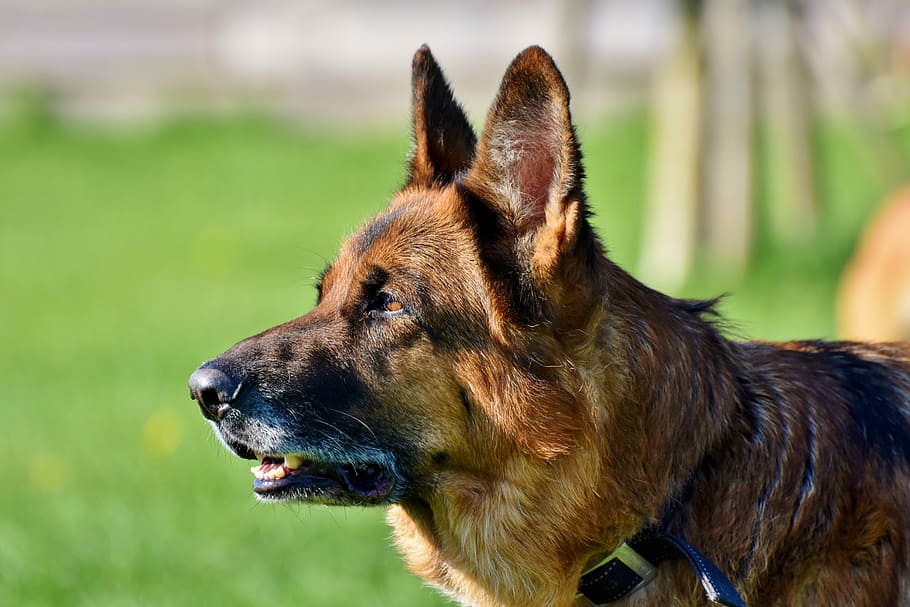 photo of adult brown German shepherd, schäfer dog, snout, old german shepherd dog