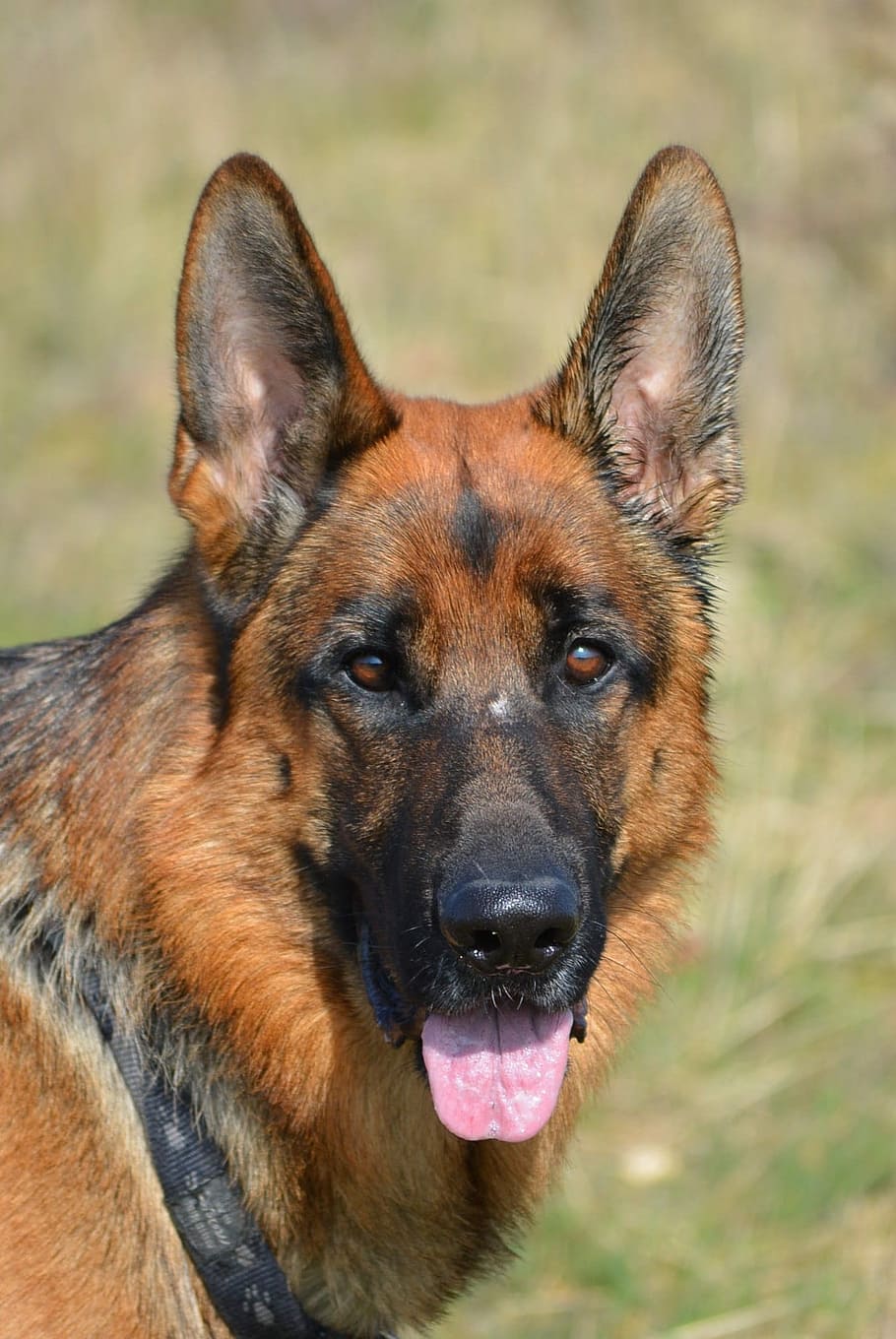 German Shepherd, almind, denmark, dog, one animal, looking at camera HD wallpaper