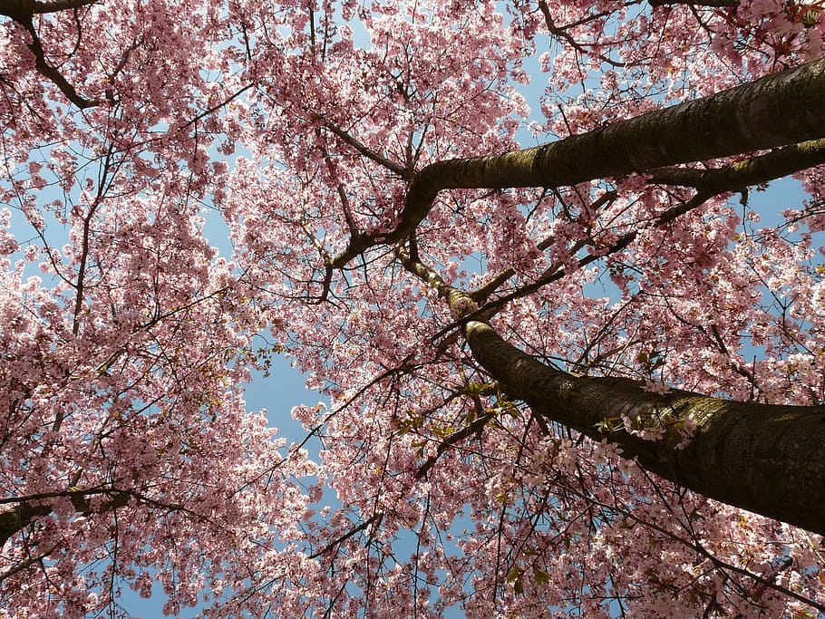 low-angle view of cherry blossom trees, bloom, japanese cherry