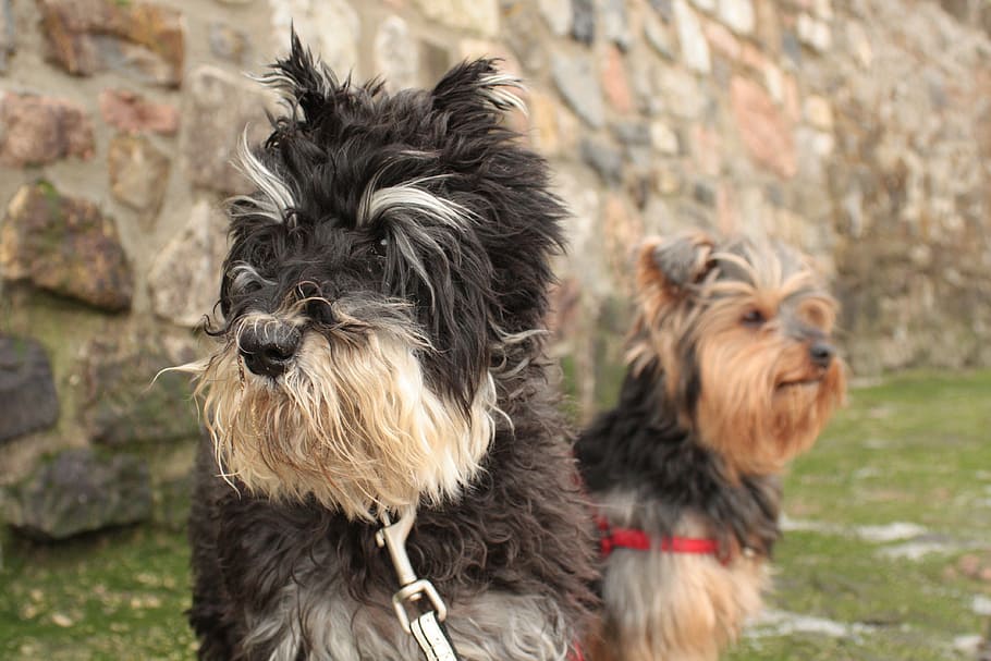 snauzer, bimba, coconut, beach, canine, dog, domestic animals HD wallpaper