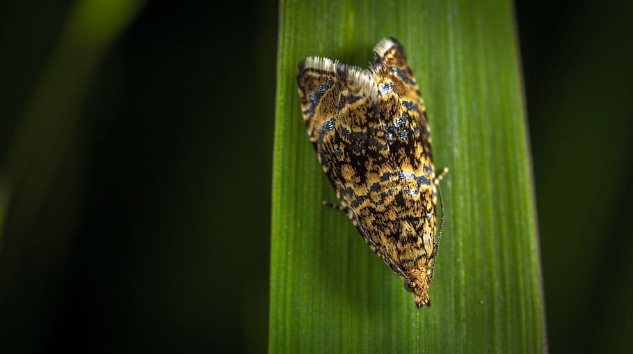 insect, nature, no one, outdoors, moth, lepidoptera, macro HD wallpaper